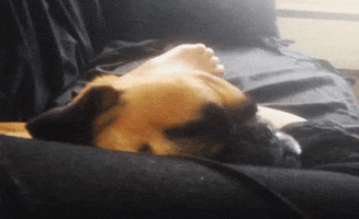 Wake Up Lol GIF by America's Funniest Home Videos