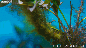 blue planet baby GIF by BBC Earth