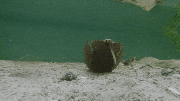 nowjersey horseshoe crab GIF