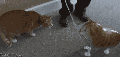 nguyenhoanhtruong-b0cd  GIF