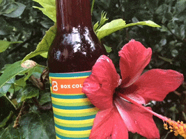 coldbrew hibiscus GIF