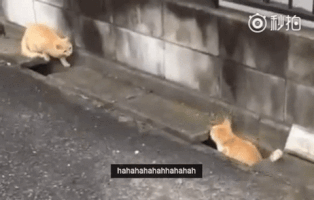 laclac7091  GIF