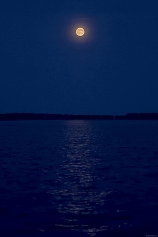 hamoudi  GIF