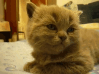 Tired Cat GIF Tired Cat GIF