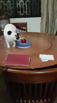 chadclegg cat funny cat treadmill cat on table cat going in circles GIF