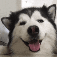 malamute awooo