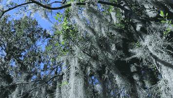 spanish moss trees GIF by University of Florida