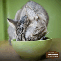 200.gif?cid=fc005b08692b0810d0c3c91e15b4ed036819a4a6dbb8f670&rid=200.gif&ct=g