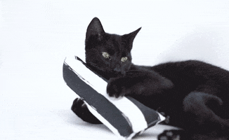 Cat Love GIF