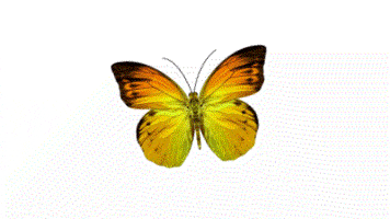 asm fly butterfly GIF