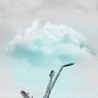 bird cloud GIF by boxangelica