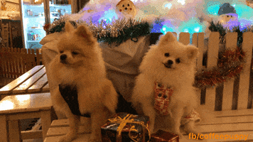 Cute GIF