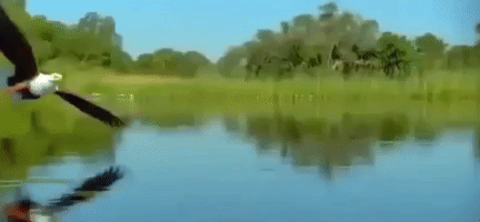200.gif?cid=fc005b0887355a400352a91048b237c17b91fffcaf33bb4c&rid=200.gif&ct=g