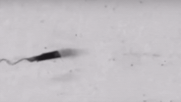 simonekikuchilemes bac GIF