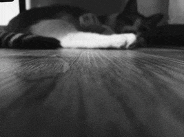 lic  GIF