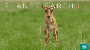 planet earth 2 baby GIF by BBC Earth