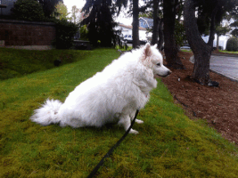 oksettledown idontseewhatthefussisfor GIF