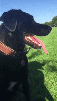 panting i love my dog GIF by weinventyou
