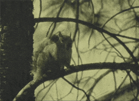 Wildlife Squirrel GIF by US National Archives