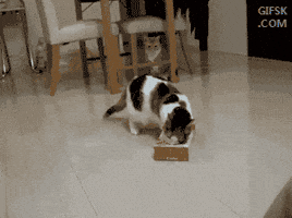 kaya_9  GIF
