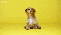 Dog Puppy GIF by BBC