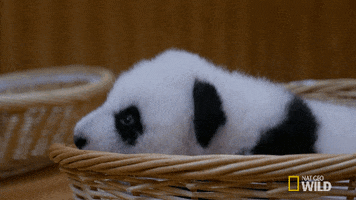 Sleepy Panda GIF by Nat Geo Wild