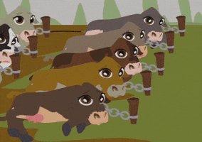 cows GIF by South Park 