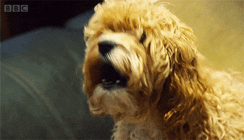 look at me dog GIF by BBC