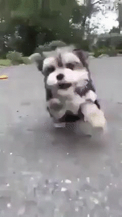 Omigu cat cute dog gif GIF