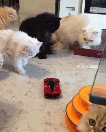 terencetsang  GIF