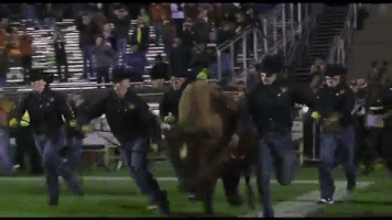 College Mascot GIF by CUBoulder