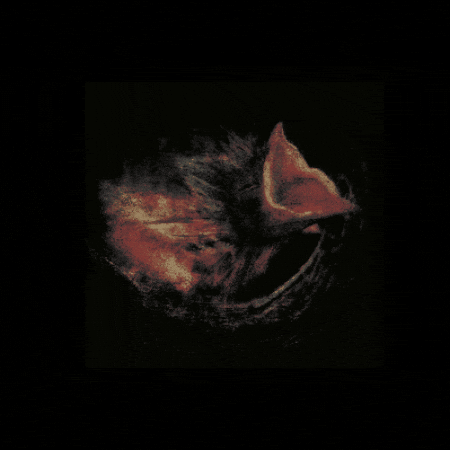 Art Work Album GIF by [PIAS]