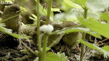 baby sing GIF by BBC Earth