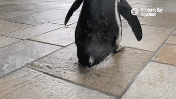 They See Me Rollin African Penguin GIF by Monterey Bay Aquarium