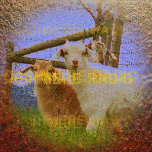 Cashmere Cashmereradio GIF