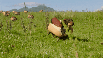 GIF by Heinz Ketchup