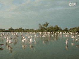 Flamingo GIF by CNN