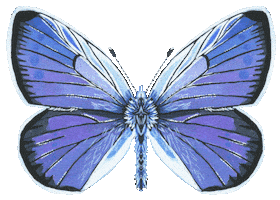 Illustration Butterfly Sticker