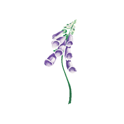Purple Flower Sticker by Agence Digitalis