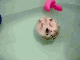 animal water bath hedgehog cute animal