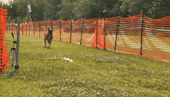 Tananavalleykennelclub GIF by TVKC