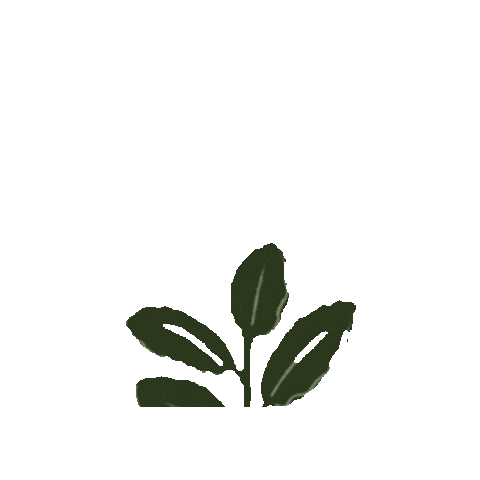 Yaupon Tea Co. Sticker