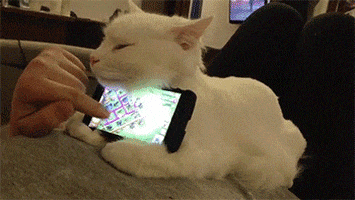 cat smartphone GIF