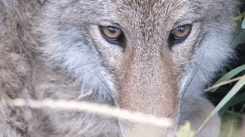 Coyote GIF