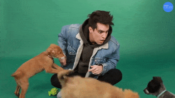 Barking Brendon Urie GIF by BuzzFeed