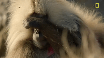 200.gif?cid=fc005b0811148fe94cc49e0c1e5a6b62a0cd0c6feb658c37&rid=200.gif&ct=g