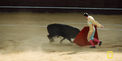 bull fighting GIF by National Geographic Channel