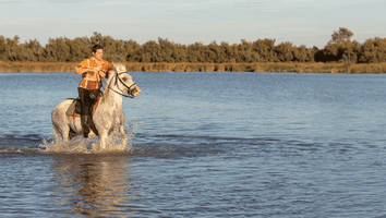 Saintes Maries De La Mer Cheval GIF