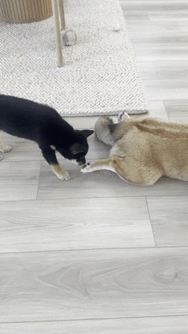 Dog Puppy GIF
