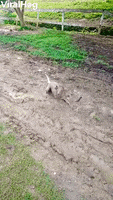 Viola The Dog Playing In The Mud Looks Like A Pig GIF by ViralHog